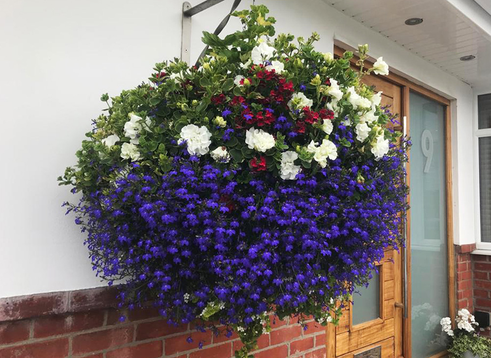 HortiCura Hanging Basket